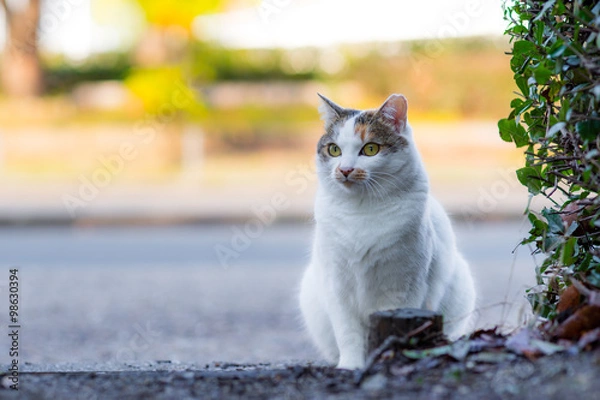 Fototapeta 冬のミケっち