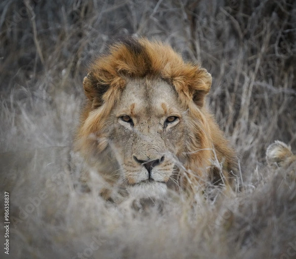 Obraz lion in the grass