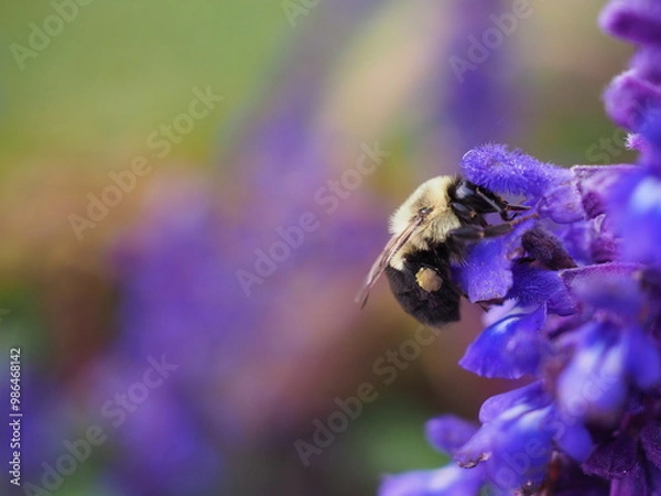 Obraz pollinating bee on purple flowers