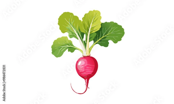 Obraz radish