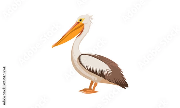 Obraz pelican on white background