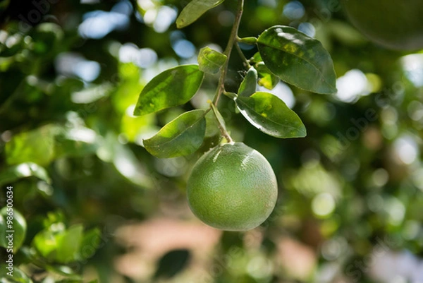 Fototapeta Lime hanging on a branch with green leaves in background