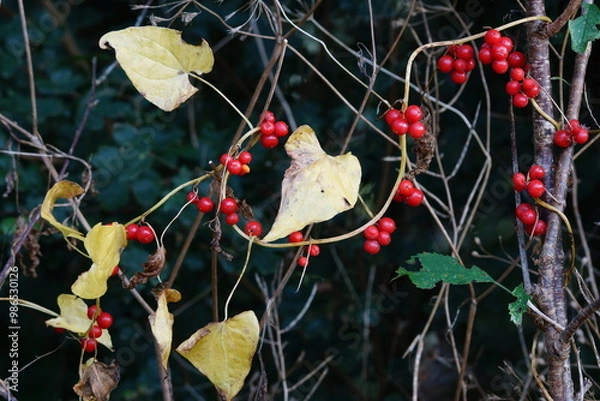 Obraz Chapelet fruit rouge