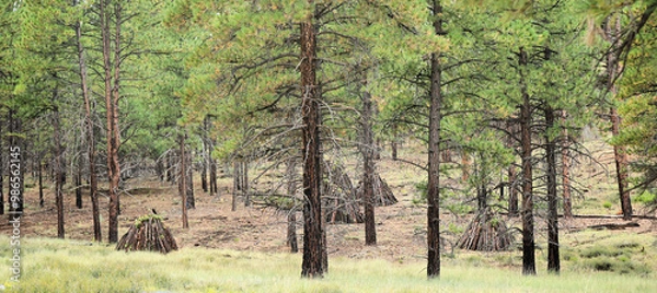 Fototapeta Fire Management in Forests: Burn Piles - Piles of logs and brush are set up and ready for controlled burning to manage prescribed burns and forest fires.