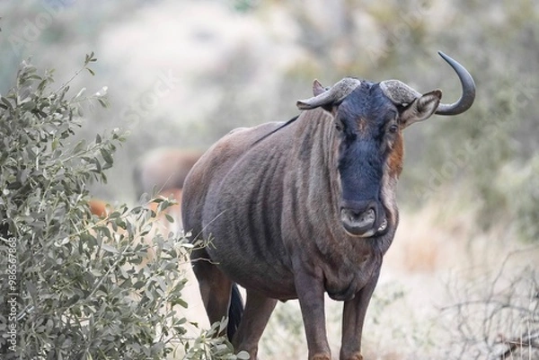 Obraz Wildebeest with one horn damaged