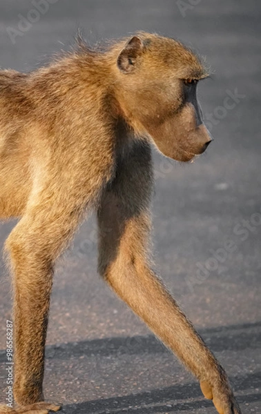 Obraz Baboons portrait