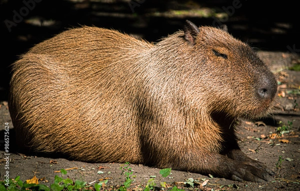 Obraz capybara
