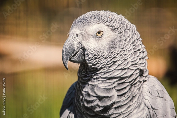 Obraz grey parrot portrait