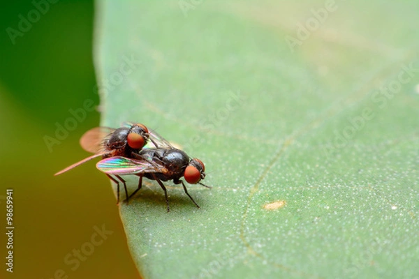 Fototapeta Ride back