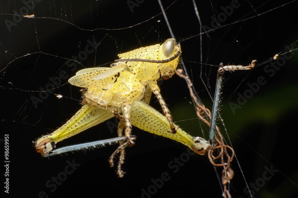 Fototapeta remainder