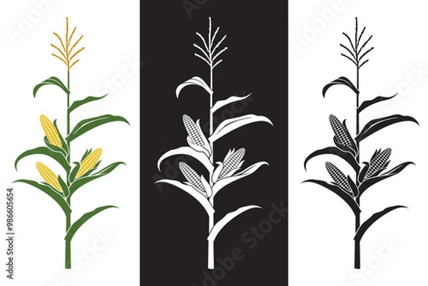 Fototapeta collection of corn stalk illustrations isolated on white and black background
