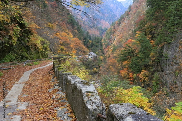 Fototapeta 黒部峡谷の紅葉
