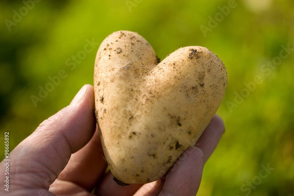 Obraz じゃがいも