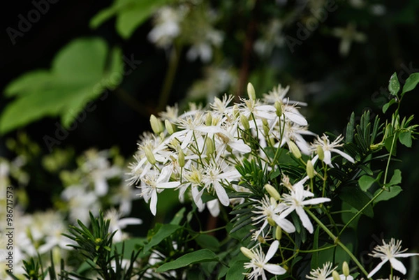 Fototapeta 満開のセンニンソウ02