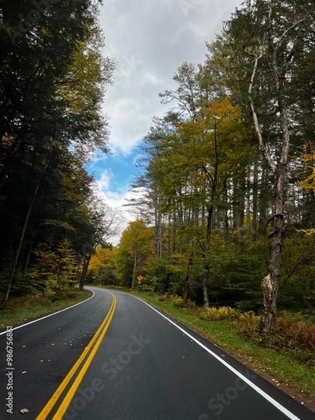 Obraz road in autumn forest