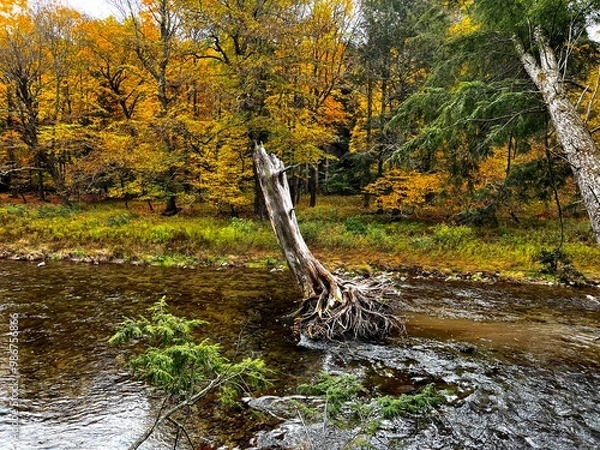 Obraz autumn in the forest