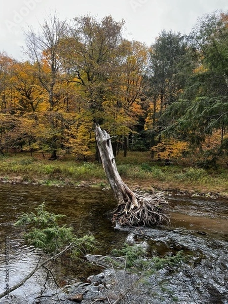 Obraz autumn in the forest