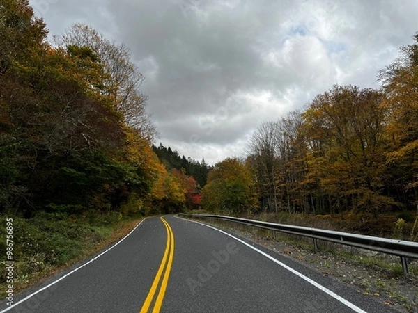 Obraz road in the forest