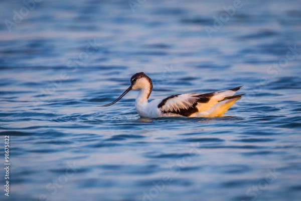 Fototapeta Close up of  Pied avocet (Recurvirostra avosetta) floating 