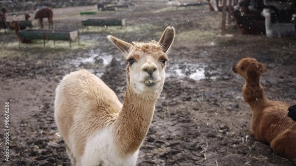 Obraz 雪とアルパカ