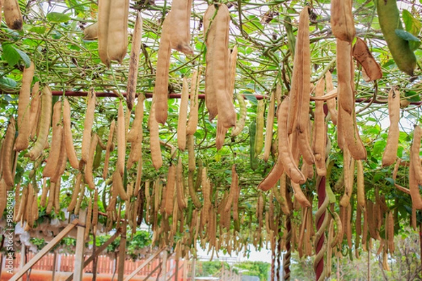 Obraz sword beans on the vine