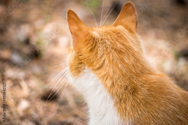 Obraz red cat portrait