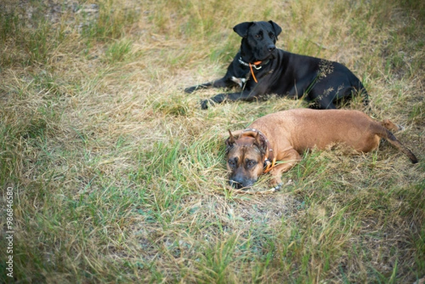 Obraz Two dogs on the grass 