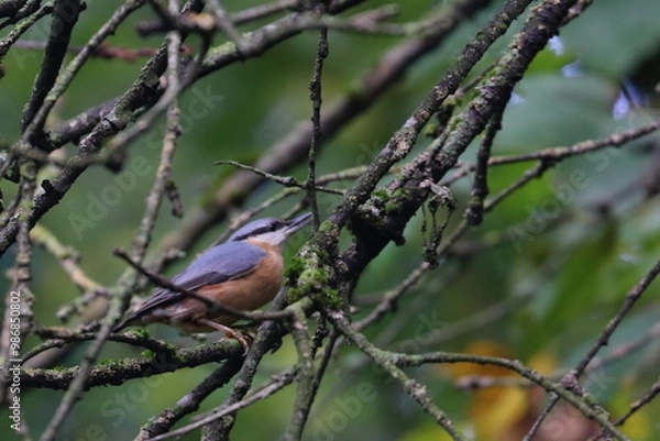 Fototapeta nuthatch