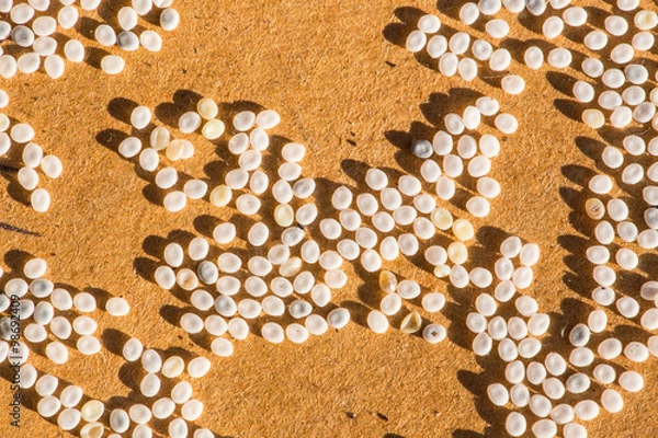 Fototapeta Butterfly eggs silkworm eggs