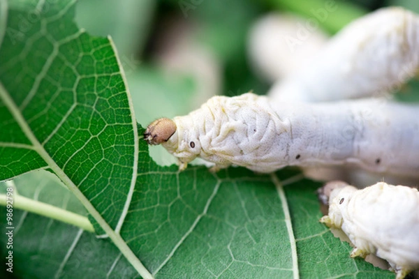 Obraz Close up Silkworm eating mulberry green leaf