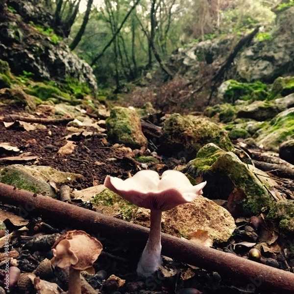 Obraz raccolta funghi