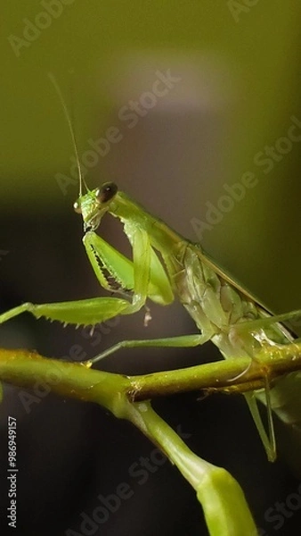 Fototapeta green praying mantis