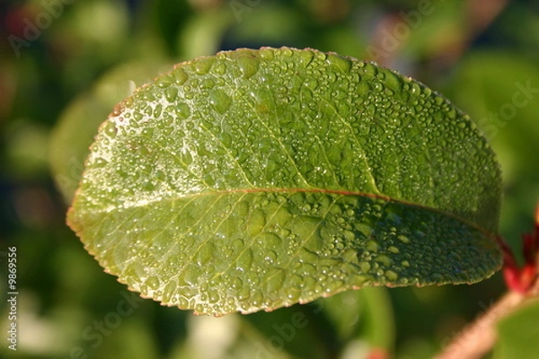 Obraz rosée du matin