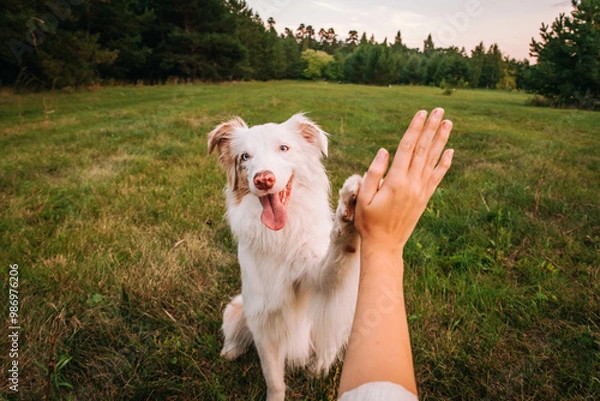 Obraz beautiful dog australian shepherd red merle gives a paw to the owner high five friendship between a man and a dog