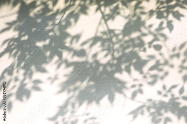 Fototapeta デザイン的な木の影