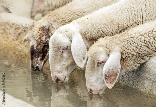 Obraz Pecore all'abbeveratoio