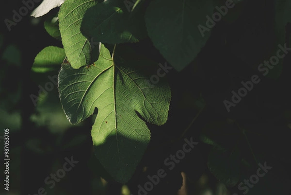 Obraz Close-up of a fig leaf