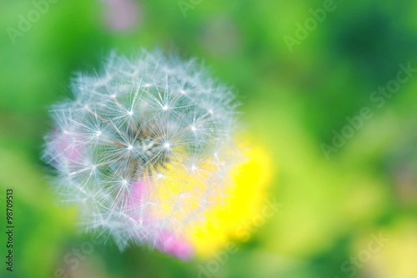 Fototapeta タンポポの綿毛