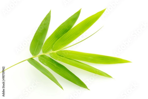 Obraz Fresh bamboo leaves border isolated on white background, botanic