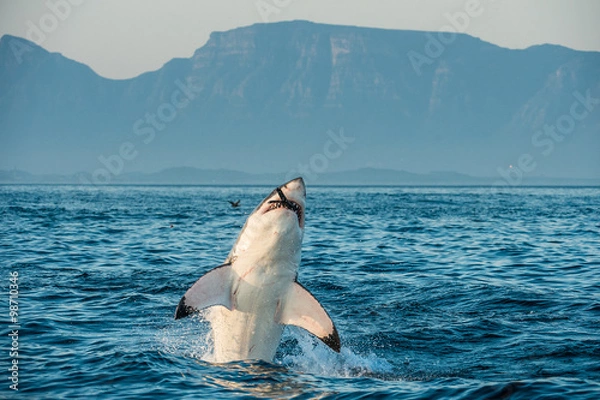 Obraz Żarłacz biały (Carcharodon carcharias) przedarł się w ataku na fokę i połknął fokę.