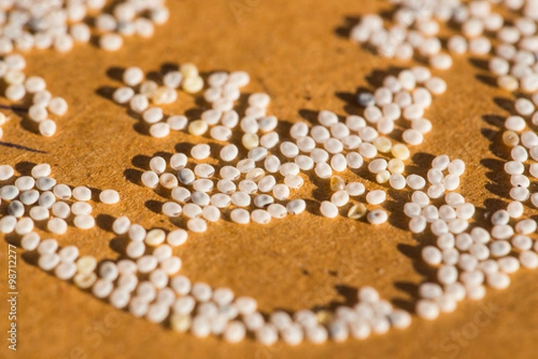 Fototapeta Butterfly eggs silkworm eggs