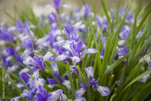 Fototapeta Ирисы