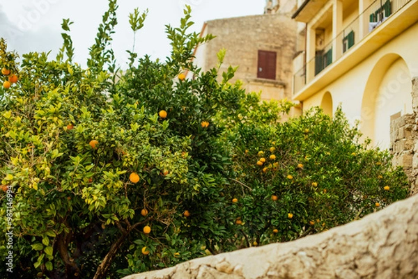 Obraz An orange tree in Ragusa Ibla