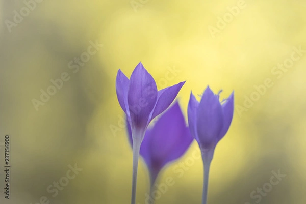 Fototapeta Crocus flowers