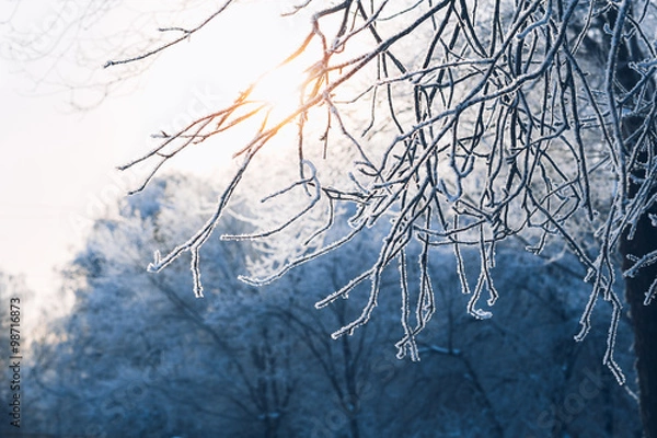 Fototapeta Beautiful tree branches in hoarfrost the winter on a blurred background sun