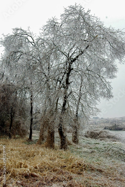 Obraz Snow and rime in rural China