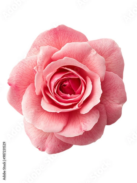 Fototapeta top view of pink rose flower isolated on white transparent background