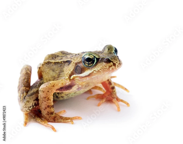 Obraz Froggy