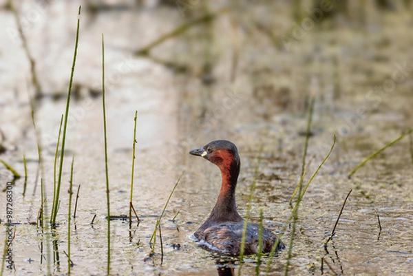 Fototapeta Little grebe on a small pond in the morning. Flows away from the shore towards the nest. Poland in summer