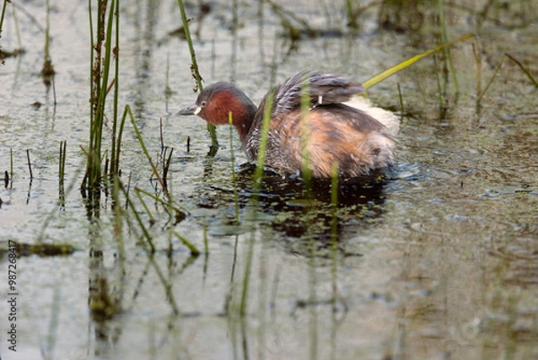 Fototapeta Little grebe on a small pond, shaking off feathers. Close view from the side and back. Poland in summer